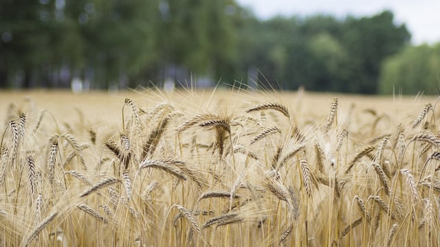 Report: 60% of global population worries about food safety