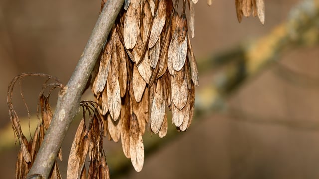 'Potential wipe out of 95% of indigenous ash trees an indictment of failed strategy'