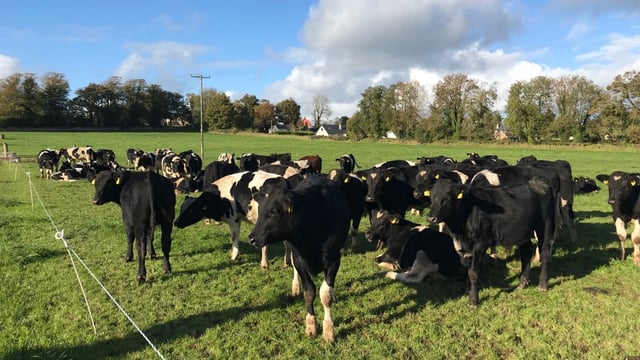 Teagasc Green Acres farmer outlines system in ‘Beef Edge Masterclass’ podcast