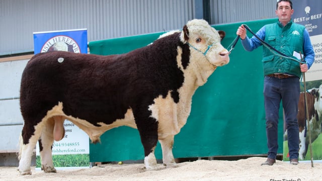 Top price of €4,600 at Irish Hereford Premier Sale