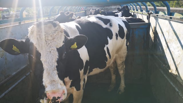 Trailer loaded with €10,000 worth of cattle held at checkpoint