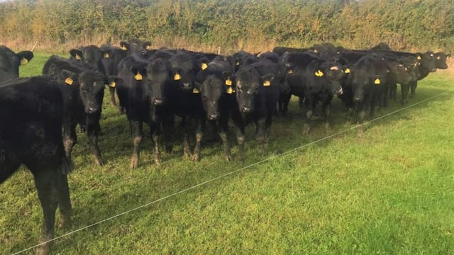 GrowthWatch: Targeting 60% of the farm grazed by the end of October