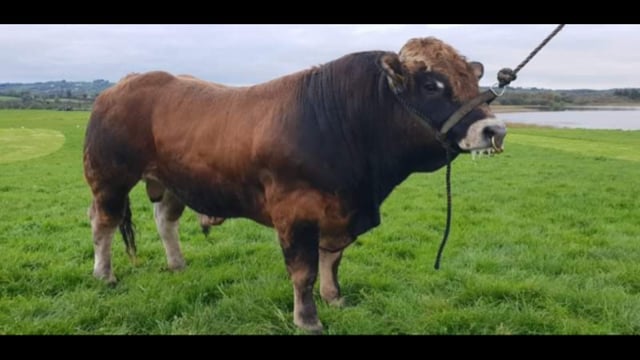 Top price of €4,350 paid at Irish Aubrac Sale
