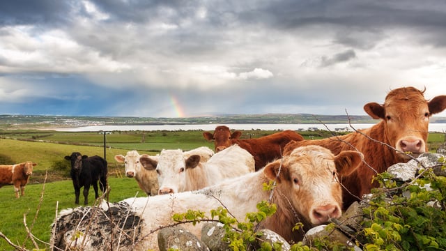 How to find the best insurance for your farm