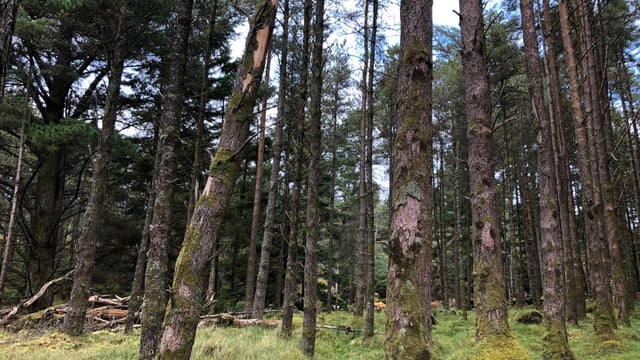 DAFM to give 'higher priority' to afforestation in 2022
