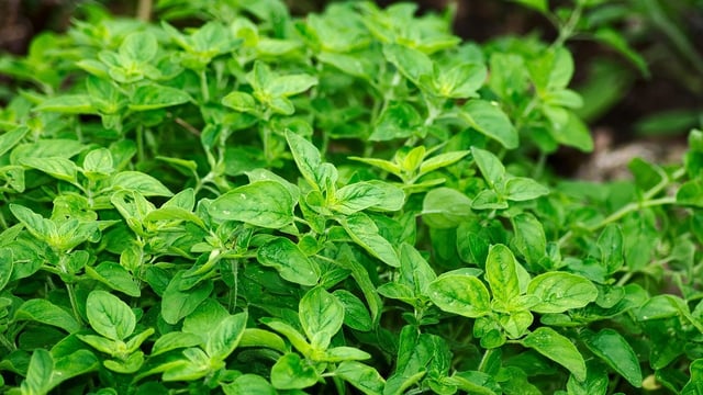 QUB food fraud study finds locally-sold sage to be 'heavily adulterated'