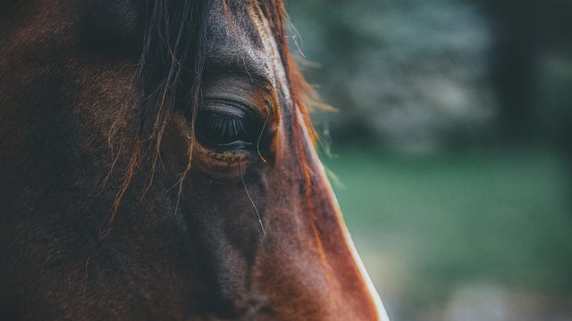 DAFM officials to be questioned by PAC over horse abattoir