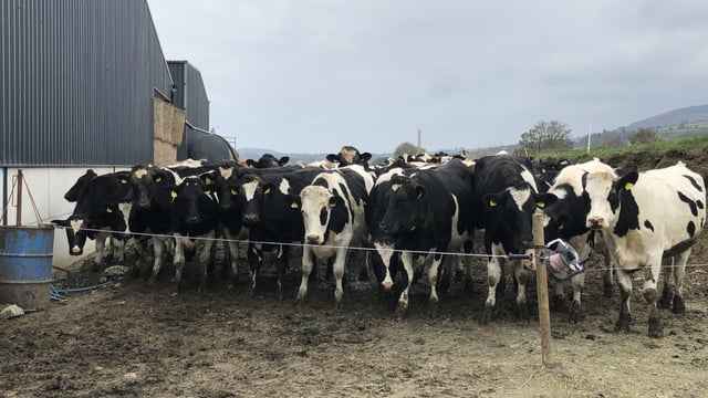 Dairy management: Weighing heifers, carrying out a forage analysis and calf housing