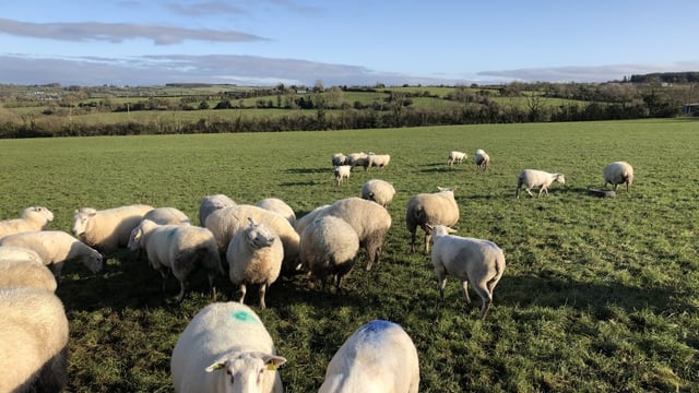 Sheep grassland management: Setting up the farm for next spring