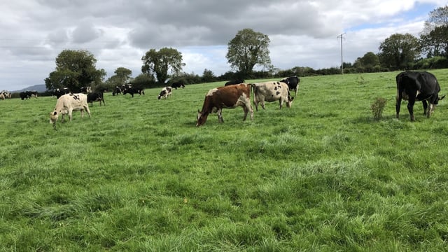 Improvement seen in the fertility of the national herd