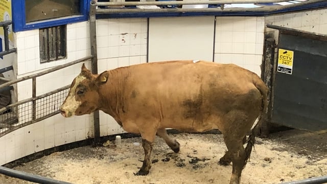 Cattle marts: Trade for dry cows eases, as customers become cautious