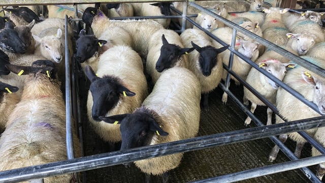 Sheep marts: Store lambs catch the eye once again