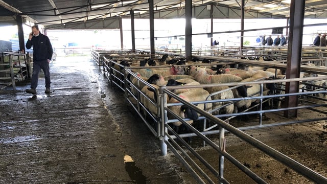 Pics from the mart: Heavy lambs hit €112/head at Loughrea