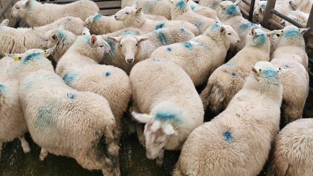 Sheep marts: Improved trade for finished lambs