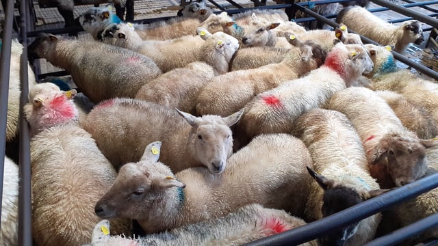 Sheep trade: Forward momentum continues as lamb prices top €6.50/kg