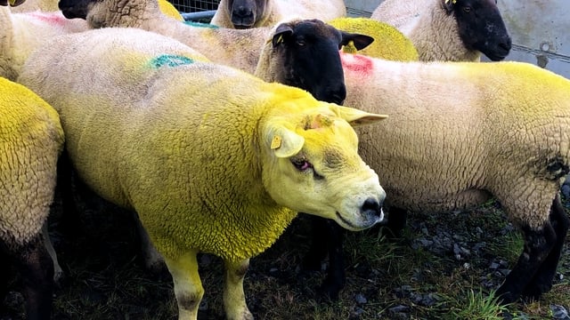 How to identify a 'problem' ram this breeding season