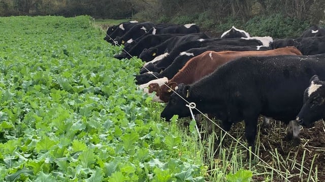Utilising high-energy forage crop for out-wintering young stock