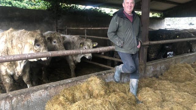 Beef Focus: Running a bull-beef finishing system alongside 500 breeding ewes