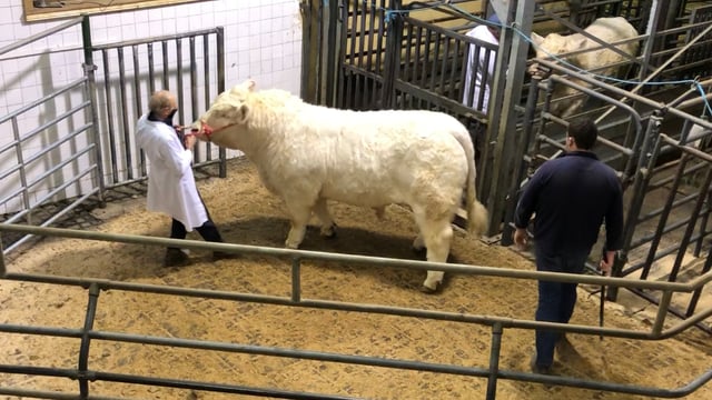Roaring trade for Charolais bulls as sale tops €7,500