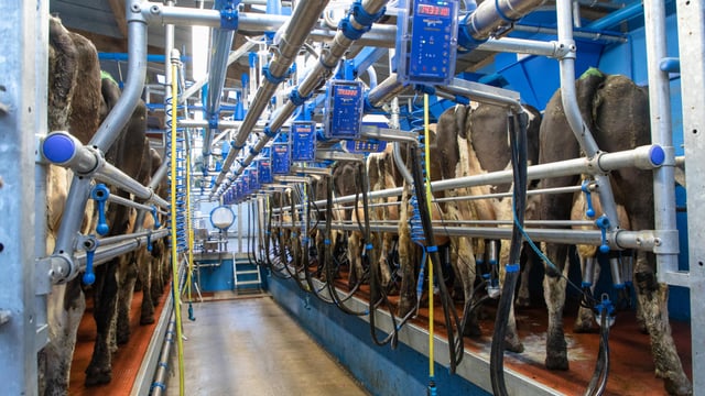 GB milk production could fall by 605 million litres - AHDB