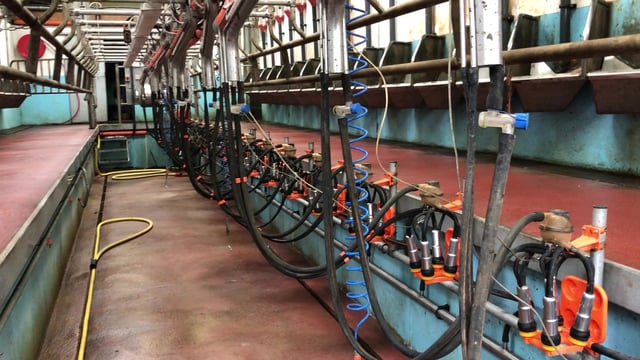 Dairy: GDT index sees 4th increase on the bounce in latest event