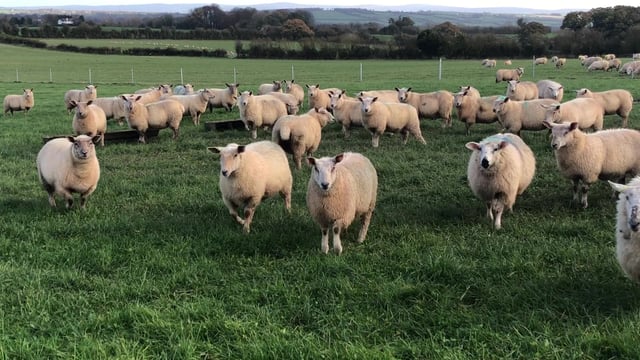 'High worm egg counts being seen in a lot of places'