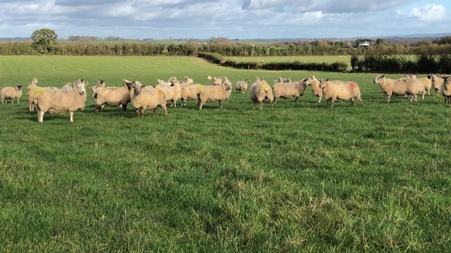 Sheep management: Continue to monitor the breeding flock closely
