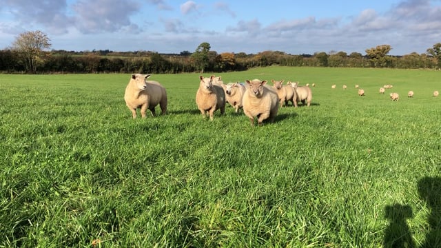 Added bite for finished lambs at online sales throughout the week