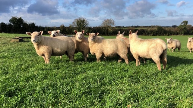 Studying lamb performance amidst low killouts