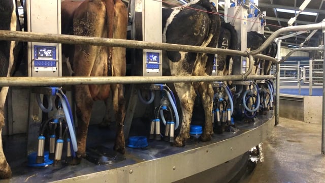 Matching autumn-calving percentage to meet liquid milk contracts
