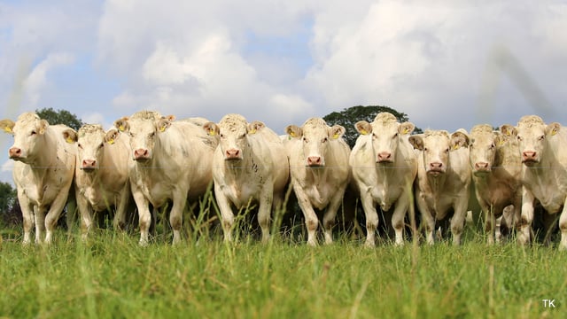 What Charolais AI bull had the highest number of 2021-born progeny?