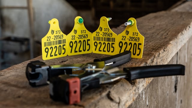 DAFM: Livestock traceability enforcement set to change
