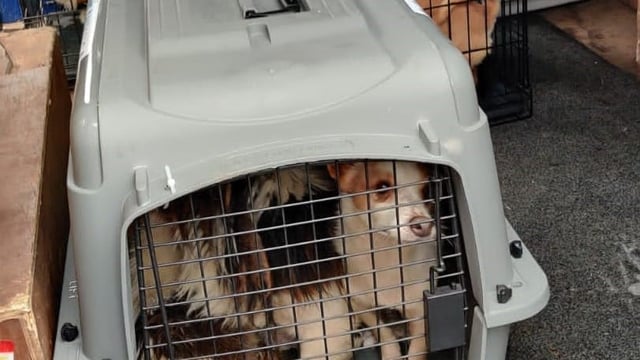 Theft of dogs worth €150,000 'underscores need for tougher sentencing'