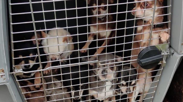 Gardaí seize 32 dogs and 4 horses during planned searches