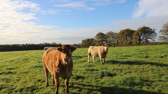 Video: 3 lots up for grabs on circa 97ac residential model farm