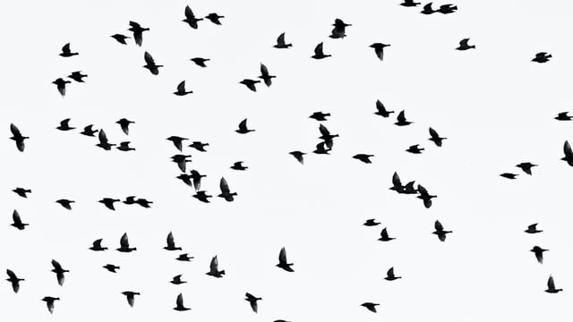 Bird flu discovered in wild bird in Limerick