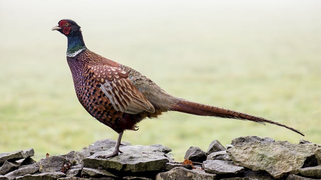 Government asked to 'use common sense for once' and allow pheasant shooting