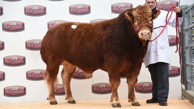 Limousin bulls average over £3,200 at Welsh sale