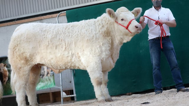 Elite Charolais Heifer sale creates history