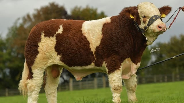 Online auction to be held by champion Simmental herd this weekend