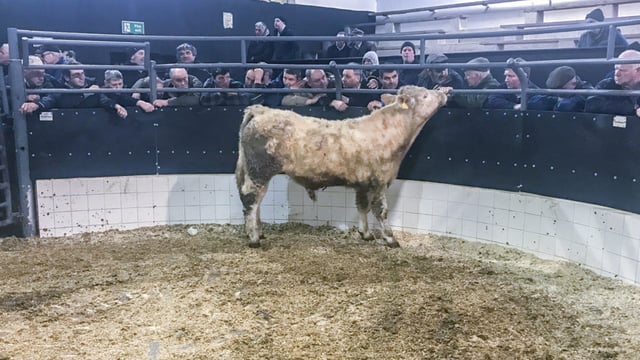 'Northern buyers have been a big help ringside these past few months'