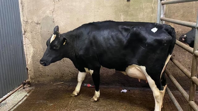 Top price of €2,640 recorded at dairy sale at Ballybay Mart