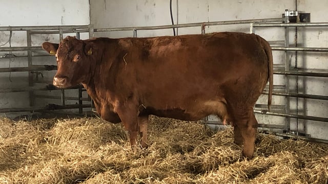 Applying Covid-19 lessons to herd health management