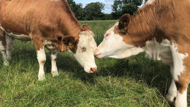 Going the red road: Progressive publishes 2021 coloured dairy catalogue