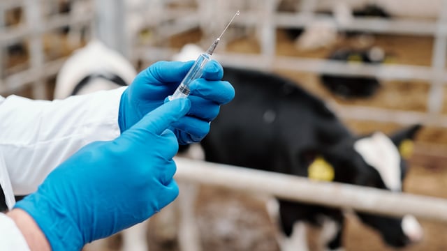 UK report: Antimicrobial reduction had no impact on milk production