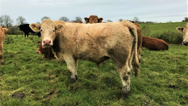 'The climate is putting huge pressure on farmers in the west of Ireland'