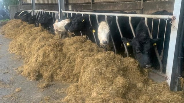 Tackling internal and external parasites on Teagasc Green-Acres farm