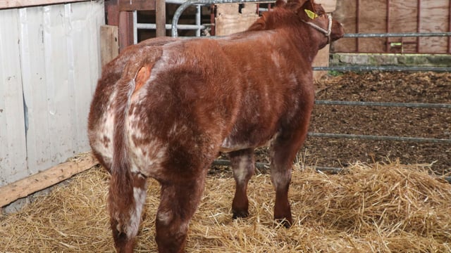 Commercial weanling heifer sells for €7,400 at elite sale