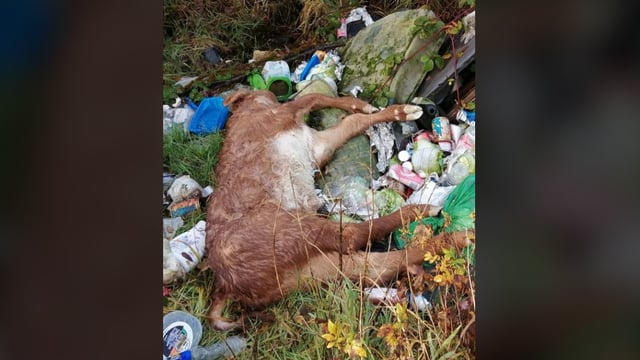 'Disheartening': Dead calf dumped with rubbish in Roscommon