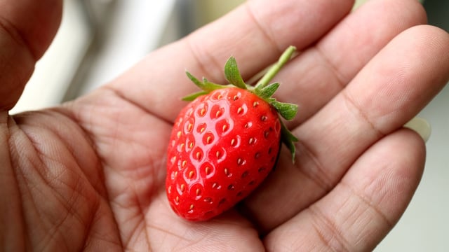 European Commission study on impact of Covid-19 on agri-food sector